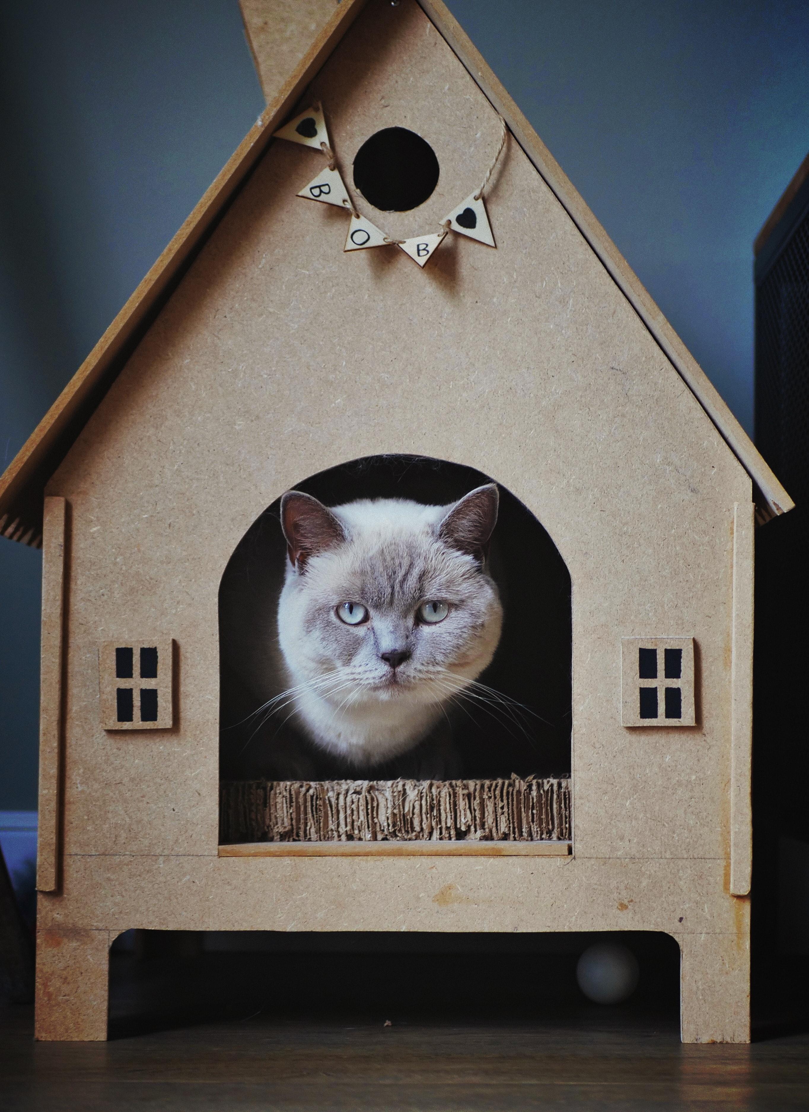 10 Guidelines For Designing Pet Houses